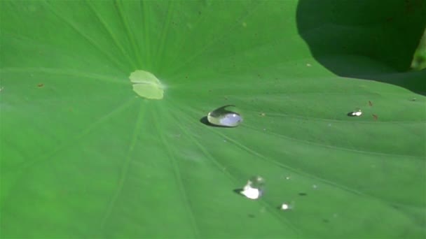 Krople Wody Spadające Liść Lotosu Opadające Powierzchnię Liścia Zwolnionym Tempie — Wideo stockowe
