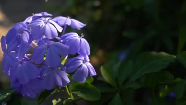 Wassertropfen Fallen Zeitlupe Auf Blei Blüten — Stockvideo