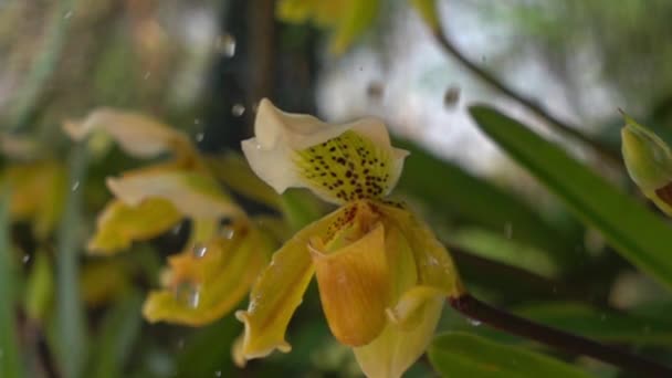 Water drops falling on Lady Slipper flowers orchid in slow motion — Stock Footage Water Drops Falling Lady Slipper Flowers Orchid Slow Motion Royalty Free Stock Footage