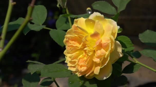 Goutte Eau Sur Rose Jaune Les Feuilles Vertes Dans Journée — Video