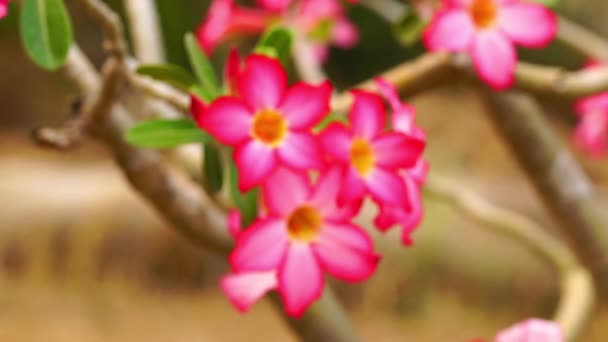 Closeup View Adenium Flowers Desert Rose Impala Lily Blur Sharp — Stock Video