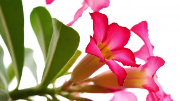 Close Van Adenium Bloemen Desert Rose Bloemen Schudden Door Wind — Stockvideo