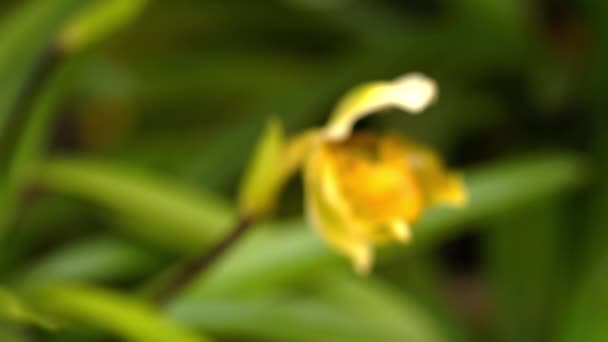 Closeup view of blooming Lady's Slipper orchid flower with leaves in natural light. — Stock Footage Closeup View Blooming Lady Slipper Orchid Flower Leaves Natural Light Video Clip
