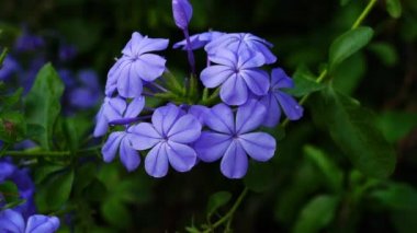 Cape Leadwort çiçeklerine ya da Beyaz Plumbago çiçeklerine düşen su damlalarına yakın çekim.