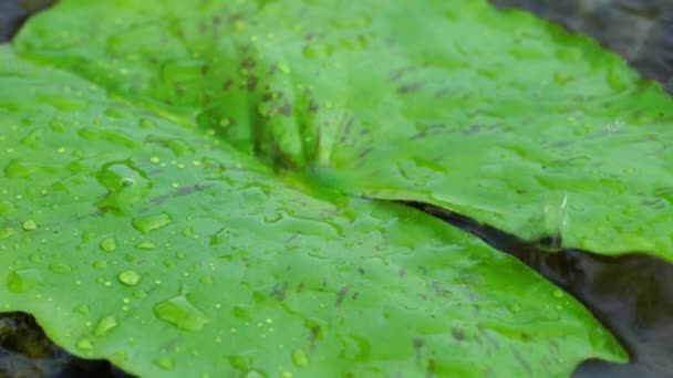 비오는 연못의 연잎에 떨어지는 빗방울의 꼭대기 — 비디오