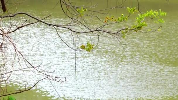 Gocce Acqua Rami Albero Nella Foresta Serbatoio Acqua Lampang Thailandia — Video Stock