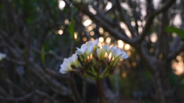 Vista Las Flores Frangipani Noche Tiene Una Luz Del Atardecer — Vídeo de stock