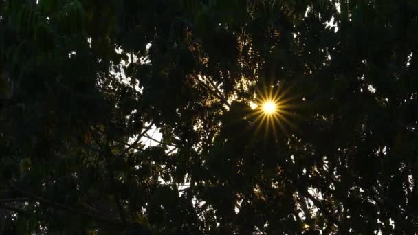 Raios Sol Noite Penetrar Através Das Folhas Uma Árvore Temporada — Vídeo de Stock