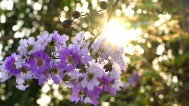 Lagerstroemia Speciosa Lagerstroemia Makrocarpa Çiçekleri Akşam Güneşinin Önünde Rüzgarda Sallanıyor — Stok video