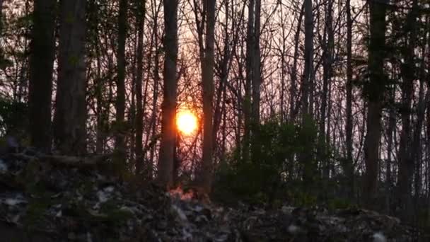 Вигляд Тихий Ліс Заході Сонця Сухим Листям Падає Землю Вигляд — стокове відео