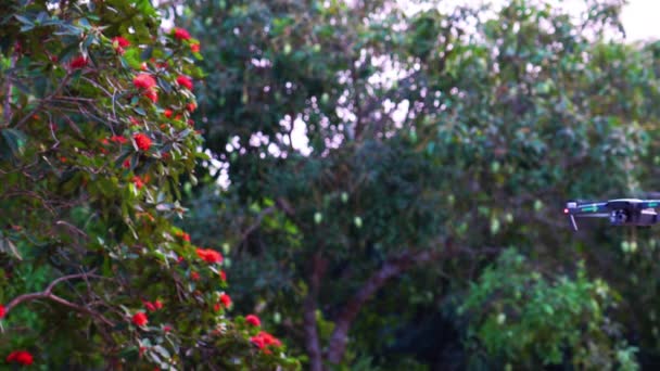 Drone Vehículo Aéreo Tripulado Volando Aire Cerca Del Árbol Flores — Vídeo de stock