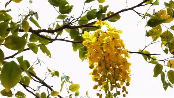 金银花盛开在树上 迎风飘扬 映衬着天空 卡西亚瘘管花或金银花是泰国的国花 — 图库视频影像