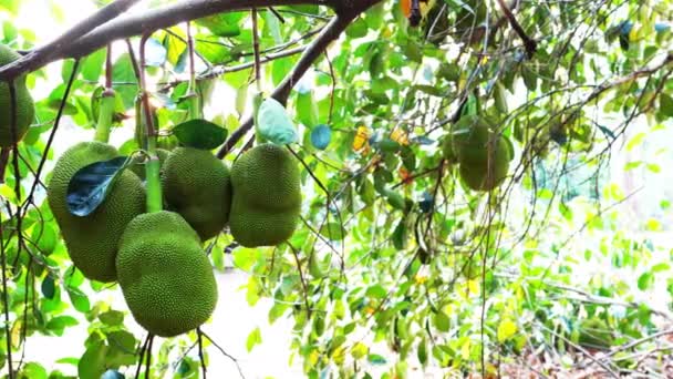 Ağaçta Asılı Duran Bir Grup Jackfruit Yaz Mevsiminde Gün Batımına — Stok video