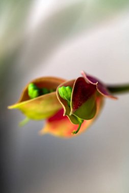 Candelilla çiçekleri, Pedilanthus parantez çiçekleri ya da bahçede açan Aşk Kuşu çiçekleri. Seçici Odaklanma