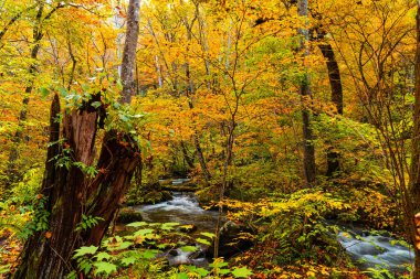 Oirase Nehri, Towada Hachimantai Ulusal Parkı, Aomori Bölgesi, Japonya 'daki Oirase Vadisi' nde bol miktarda fallimg yaprağı bulunan güzel sonbahar yapraklarıyla birlikte ormandan akar..