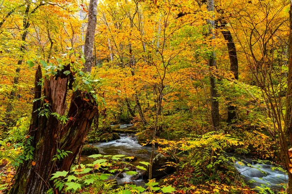 Fiume Oirase Scorre Attraverso Foresta Bellissime Foglie Autunnali Con Molte — Foto Stock