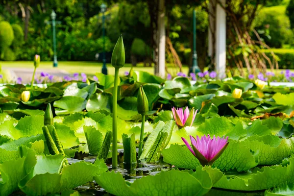 Över Rosa Blommande Lotusblommor Med Knoppar Och Blad Damm — Stockfoto