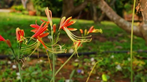 Flores Rojas Florecientes Balanceándose Viento Temporada Verano Esta Flor Florece — Vídeo de stock