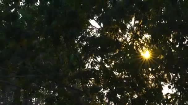 Solens Strålar Vid Löven Ett Träd Som Svajar Vinden — Stockvideo