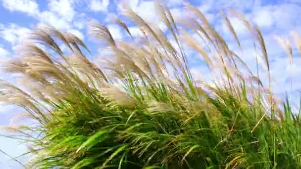 Japanska Susuki Grass Eller Japanska Pampas Grass Vinden Vid Miharashi — Stockvideo