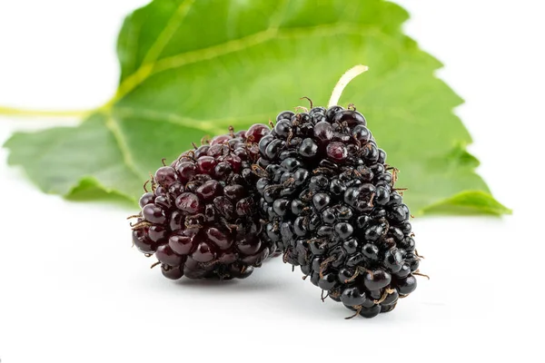 Closeup Black Mulberries Morus Nigra Leaf White Background — Stock Photo, Image