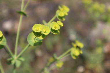 Beyaz çiçekli kiraz ağacı.