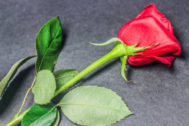 Kırmızı gül makrosu