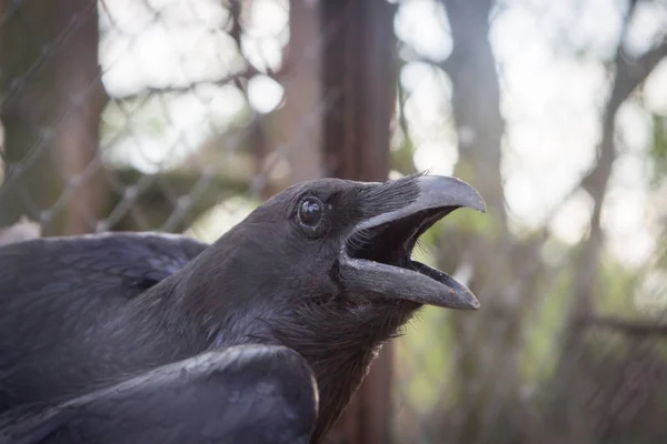 Черная Ворона Ветке — стоковое фото