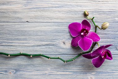 Ahşap mavi arka plan üzerinde pembe orkide