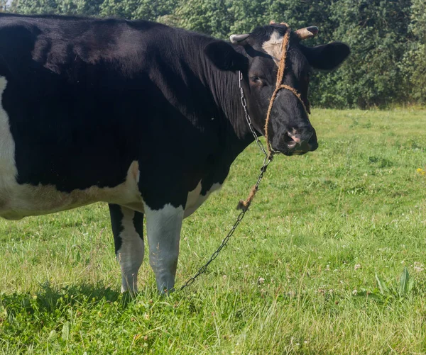 Una vaca en un prado, una mascota — Foto de Stock