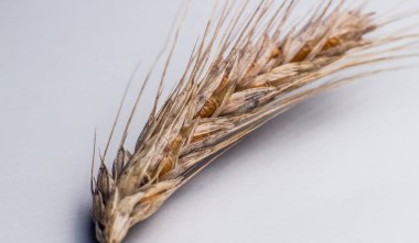 Buğday başak yakın çekim