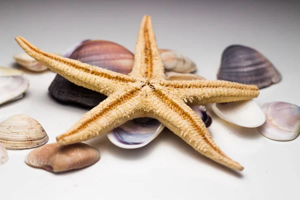 Primer plano de estrellas de mar y conchas marinas — Foto de Stock