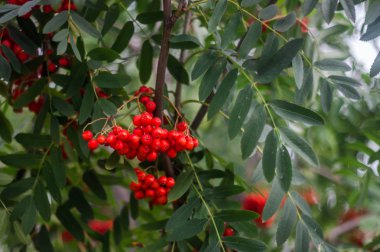 Rowan şube. Rowan Ağacı