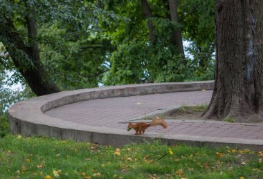 Sincap parkta yol boyunca çalışır