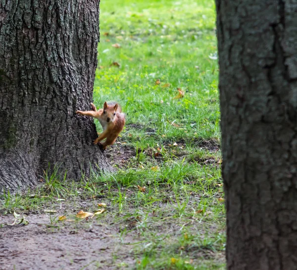 Écureuil court le long du sentier dans le parc — Photo