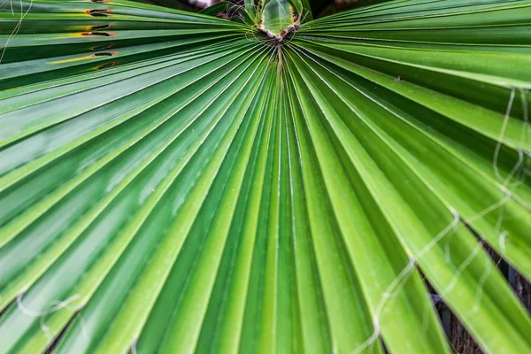 Green leaf of a palm tree closeup. — Stock Photo, Image