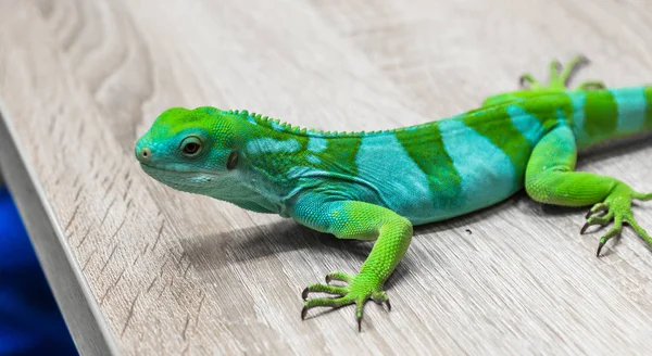Lagarto Iguana Verde Una Rama — Foto de Stock