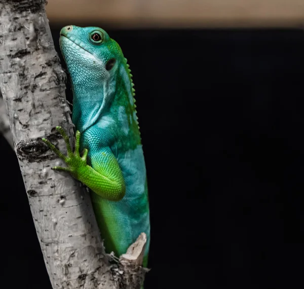 Lagarto Iguana Verde Una Rama — Foto de Stock