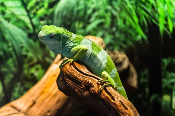 Lagarto Iguana Verde Una Rama — Foto de Stock