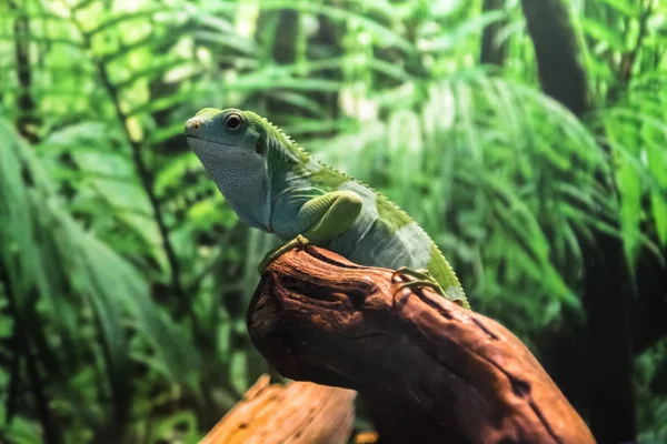 Lagarto Iguana Verde Una Rama — Foto de Stock