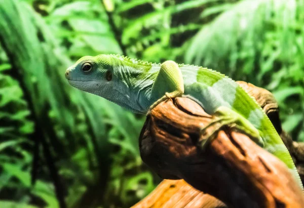 Lagarto Iguana Verde Una Rama — Foto de Stock