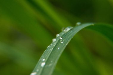 Yeşil çimenler. Yeşil çimlerin üzerine çiy damlaları. Yeşil yaprakların üzerine yağmur damlaları. Makro fotoğraf