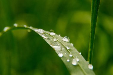 Yeşil çimenler. Yeşil çimlerin üzerine çiy damlaları. Yeşil yaprakların üzerine yağmur damlaları. Makro fotoğraf