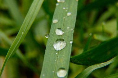 Yeşil çimenler. Yeşil çimlerin üzerine çiy damlaları. Yeşil yaprakların üzerine yağmur damlaları. Makro fotoğraf