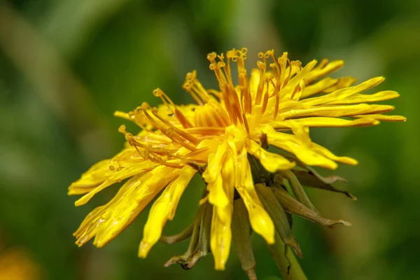 マクロタンポポの植物の写真 ふわふわの黄色の芽を持つタンポポの植物 地面に咲く黄色いタンポポの花 — ストック写真