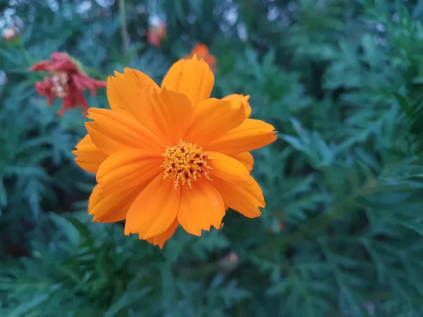Bela laranja Cosmos flor de sulfato isolado no fundo branco — Fotografia de Stock