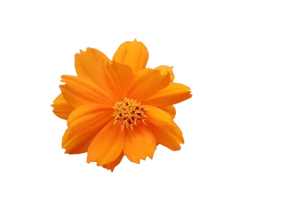 Piękny pomarańczowy Cosmos Sulphureus kwiat na białym tle na białym tle — Zdjęcie stockowe