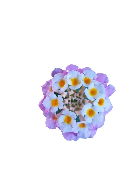 Güzel mor pembe ve beyaz lantana koza çiçek — Stok fotoğraf