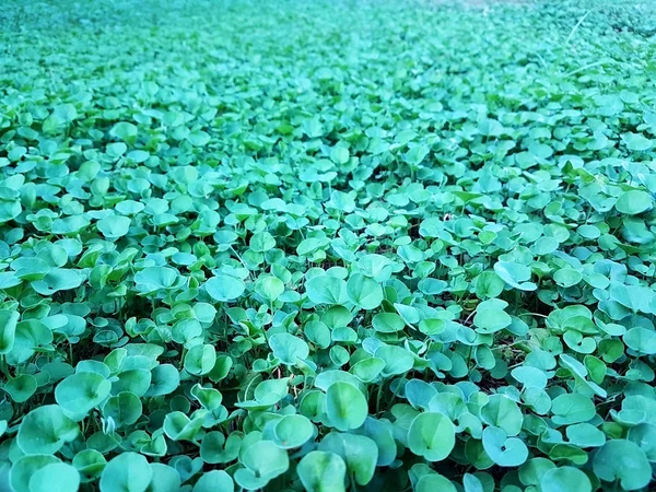 Krásné zelené Dichondra repens travní šíření na zem — Stock fotografie
