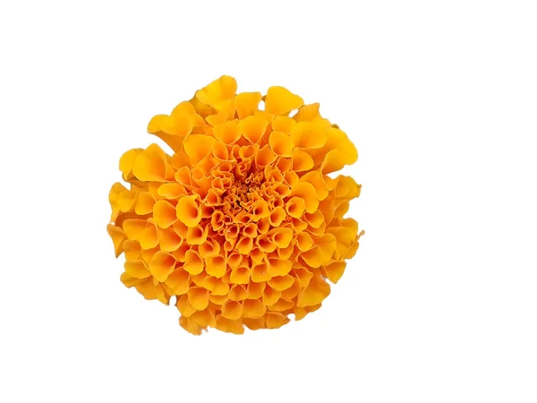 Hermosa flor de caléndula naranja aislada sobre fondo blanco — Foto de Stock